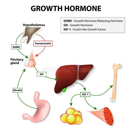 Human Growth Hormone Stock Vector Illustration Of Hormone 59135107