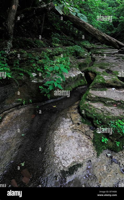 Stream Creek Carved Carve Channel Path Clifty Wilderness Red River Gorge Geological Area Daniel