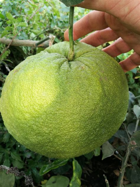 Timor Pomelo (Citrus grandis)