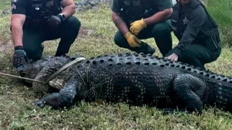 Us Massive Alligator Weighing Nearly Forty Three Stone Goes Shopping