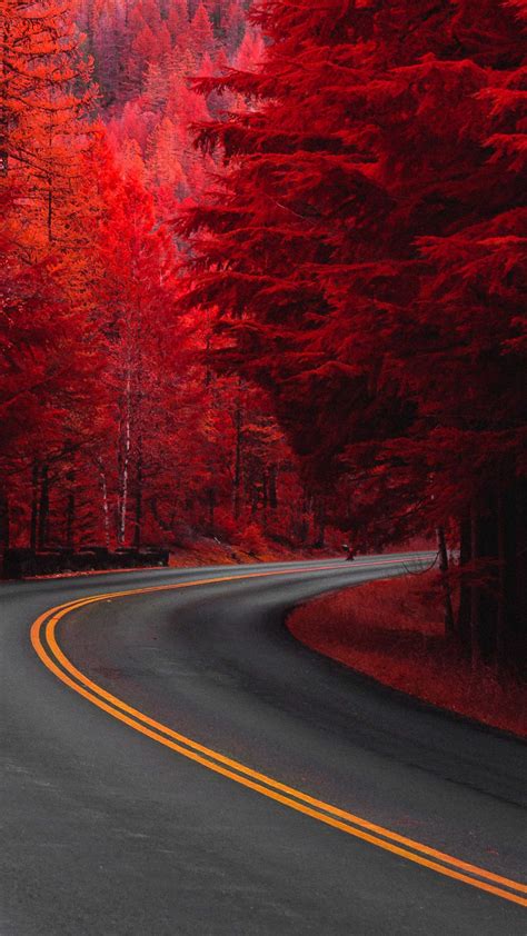 Pine Red Trees Road 4k Ultra Hd Mobile Wallpaper