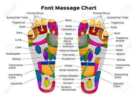 left foot reflexology chart