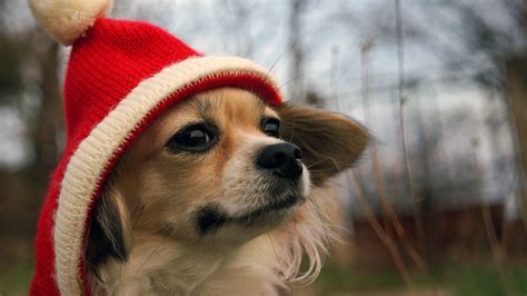 Hat Dog Funny Humor Wallpapers Hd Desktop And Mobile Backgrounds