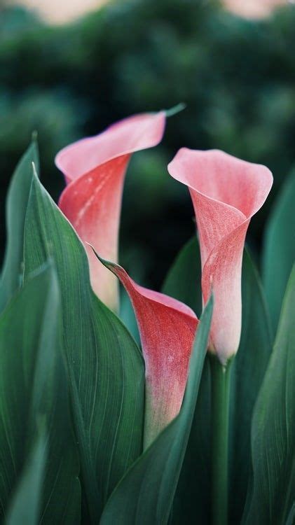 Pink Calla Lilies Calla Lily Flowers Pretty Flowers Pink Flowers