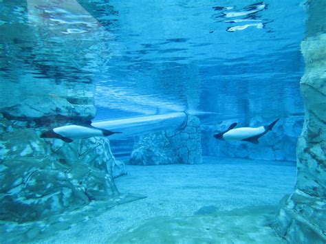 Commersons Dolphin Tank Aquatica Orlando March 2015 Zoochat