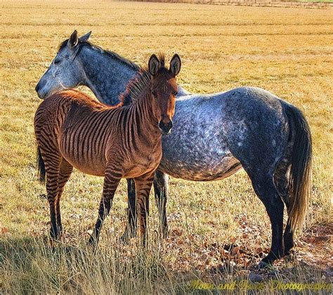 Pin on horses