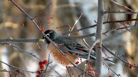 Migrating Bird Sightings In Winter Can Be A Special Treat