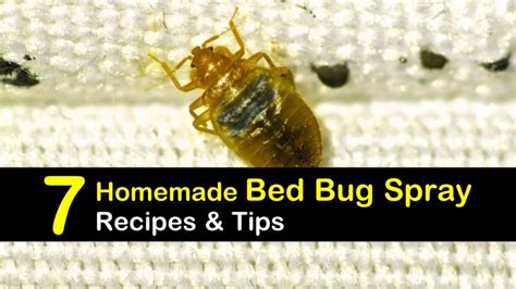Getting Rid Of Bed Bugs 7 Homemade Bed Bug Spray Recipes