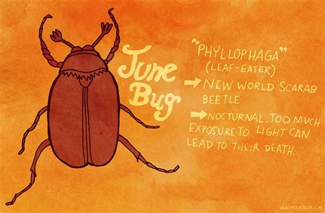 139 June Bug June Bug Bugs Animals Information