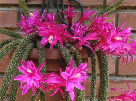 Grafted cactus have a good mix of color and texture. Disocactus flagelliformis (Rat Tail Cactus) | Cactus ...