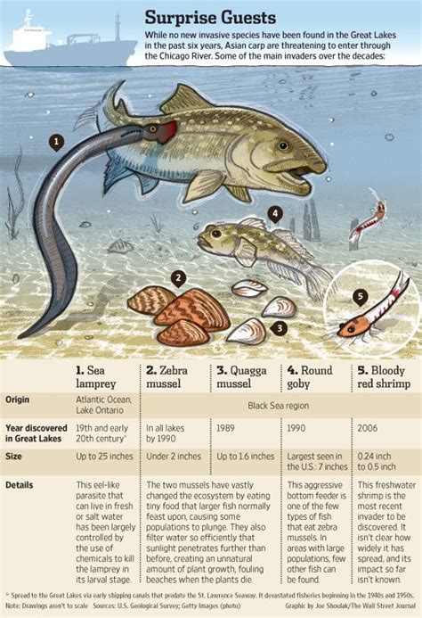 Some Of The Main Invasive Species In The Great Lakes Invasive Species