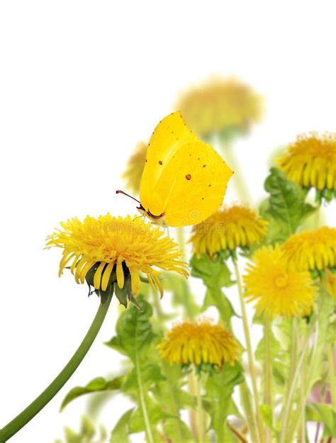 Isolated Yellow Dandelions And Butterfly Stock Photo Image Of Bright