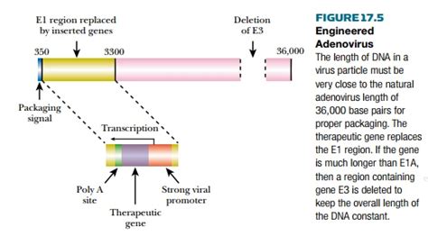 Adenovirus Vectors in Gene Therapy