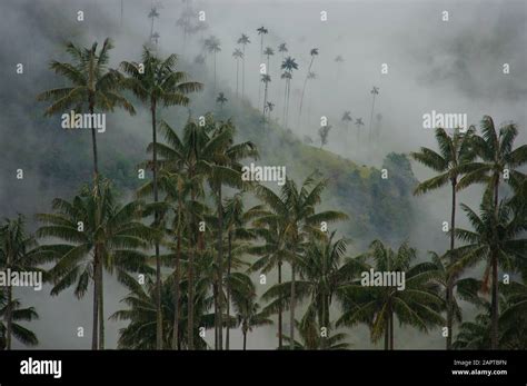 Wax Palm Trees In Cocora Valley Colombia Stock Photo Alamy