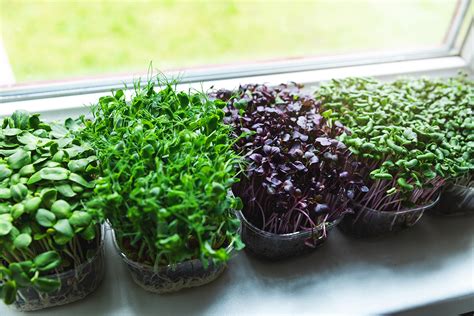 Growing Micro And Baby Greens Indoors P Allen Smith
