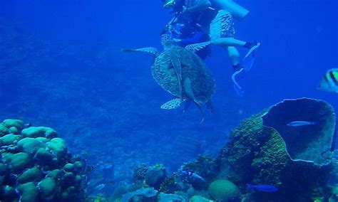 Belize Barrier Reef Reserve Endangered Unesco World Heritage Site