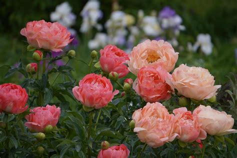 Photo Of The Entire Plant Of Garden Peony Paeonia Coral Charm