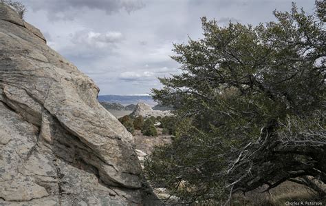 Curl Leaf Mountain Mahogany Idaho Bath Rock City Of Roc Flickr