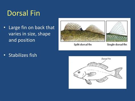 Ppt Fish Anatomy And Taxonomy Powerpoint Presentation Free Download