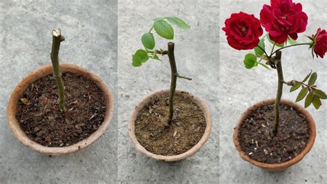 How To Plant Roses From Stems