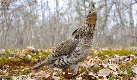 Wisconsin Dnr Plans To Relocate 300 Ruffed Grouse To Missouri Outdoorhub
