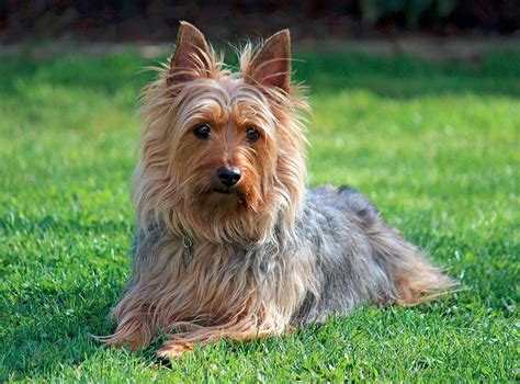 Silky Terrier Mix Anything Terrier