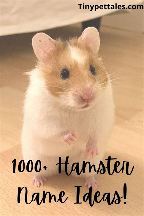 Top Ten Hamster Names Imagesee