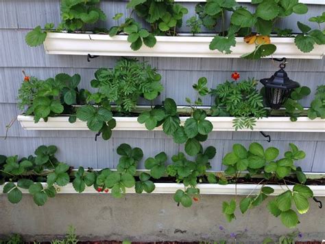 9 Unbeatable Diy Ideas For Growing Strawberries In A Little To No Space