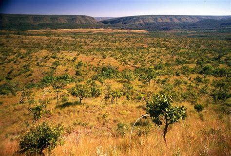 Muitas Especies De Plantas Lenhosas São Encontradas No Cerrado Brasileiro