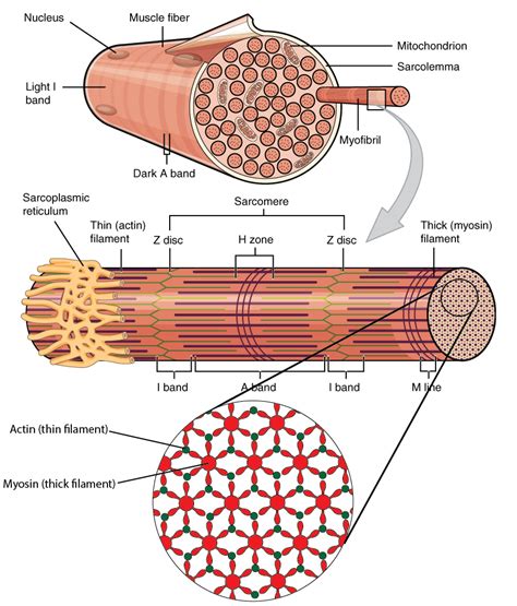 Skeletal Muscle Fiber Structure
