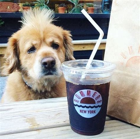 April 14, 2021 by alex t leave a comment. 7 Dog-Friendly Coffee Shops in NYC | The Dog People by ...