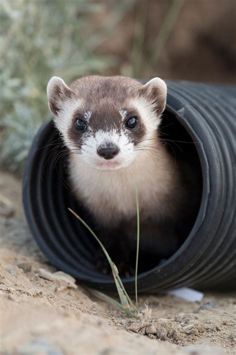 Black-footed ferrets return to where they held out in wild | The ...