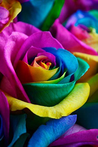 From you flowers rainbow roses reviews. Fresh Rainbow Roses Bouquet by Flower Explosion - 36 Stems ...