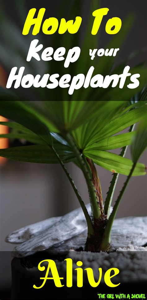 How to keep succulents alive: Indoor Plants | How to Keep my Houseplants Alive | Hard to ...