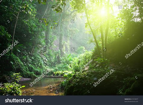 Rainforest Morning Sunlight Stock Photo 61919977 Shutterstock