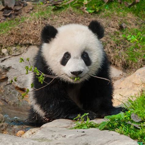 Udało Się Panda Wielka Nie Jest Już Zagrożonym Gatunkiem National