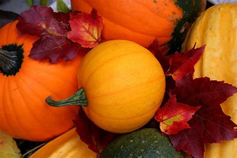 47 Free Fall Wallpapers With Pumpkins
