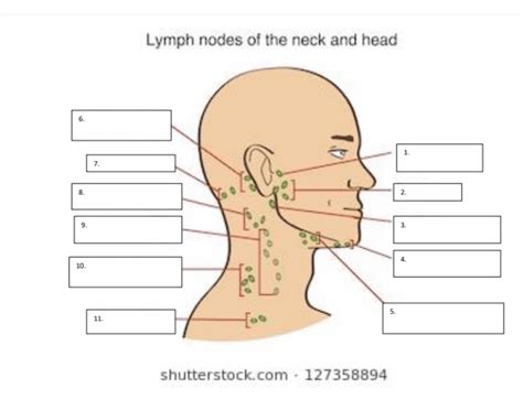 Lymph Nodes Of The Neck And Head Quiz