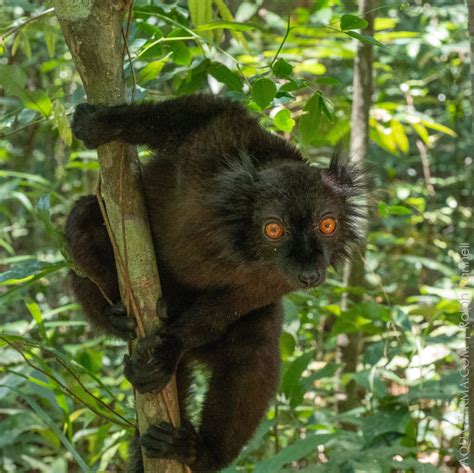 Lemurs Of Madagascar Black Lemurs Aqua Firma Wildlife And Travel Guides
