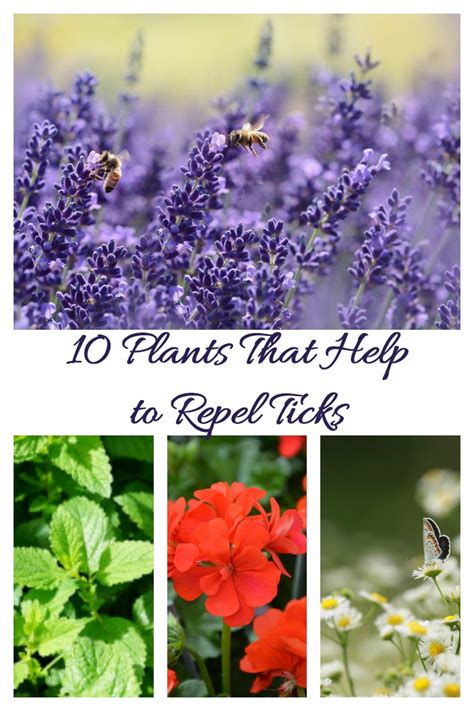 Deer are a nuisance, but if you take the proper precautions, they're not. Get Rid of Ticks in the Yard - Easy Steps to a Tick Free ...