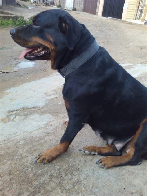 German shepherd rottweiler mix (shepweiler) is a designer breed combination of pure breeds like german shepherd and rottweiler. Adult Female Rottweiler For Sale, 150k - Pets - Nigeria