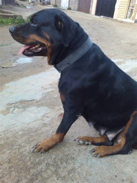 And a snuggles he was cockapoo and currently we have a bandit, he is a rat terrier also. Adult Female Rottweiler For Sale, 150k - Pets - Nigeria