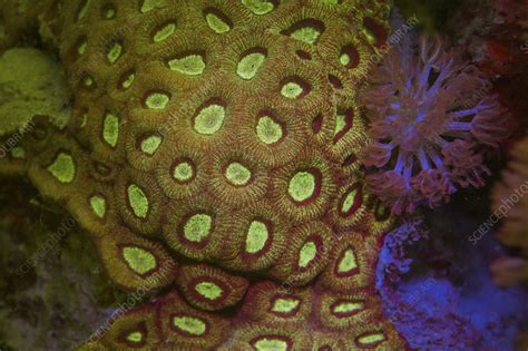 Fluorescent Corals Stock Image C0389959 Science Photo Library