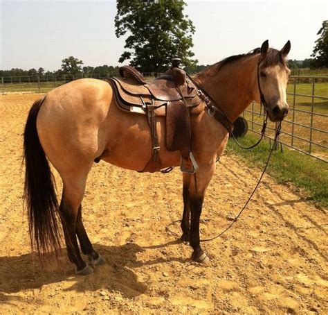 Buckskin horse rating and status. Buckskin gelding ranch/heel horse Reminds me of first ...