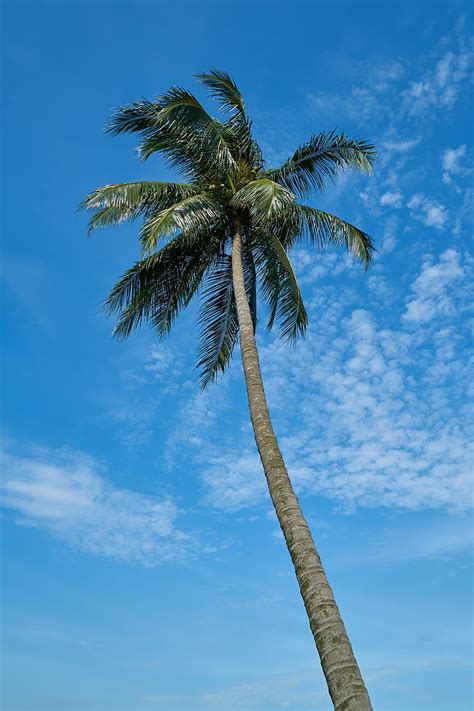 Palm Tree Sky Clouds Tropics Hd Mobile Wallpaper Peakpx