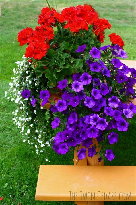 Want The Best Blooms Follow These Easy Tips For Outdoor Planters The