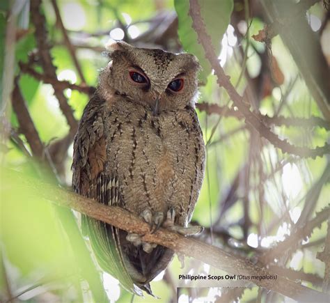 2182 Philippine Scops Owl Otus Megalotis Endemic To The