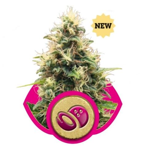Somango Xl Seedfare Find The Perfect Seed At The Right Price