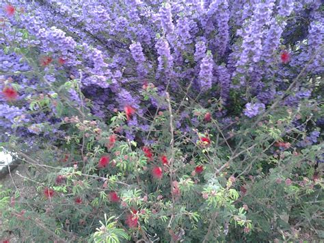 Maybe you would like to learn more about one of these? Purple Sage Plant | The Texas Ranger Sage shrub/bushes are ...
