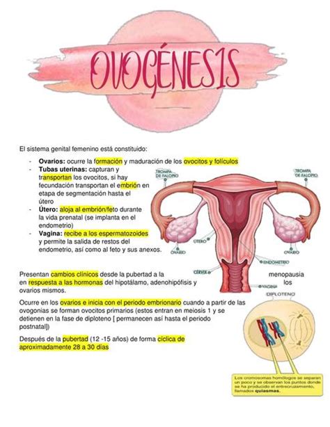 Ovogénesis Embriología Arteaga Ovogénesis Udocz